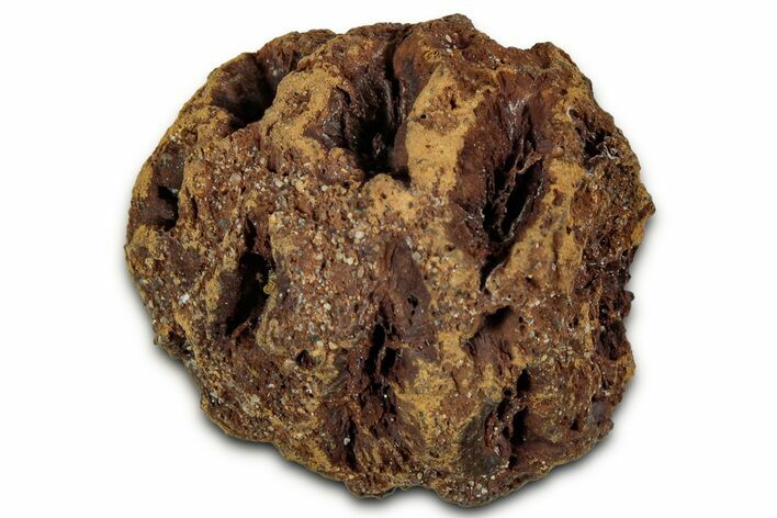 Fossil Pine Cone (Metasequoia) - Montana #352451